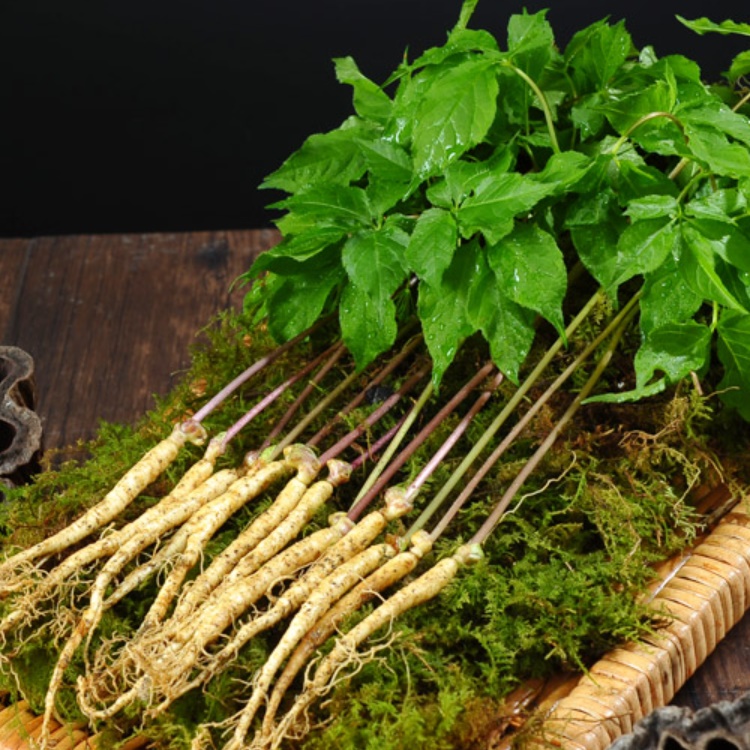 선물용 인삼 새싹쌈 70뿌리 생인삼 종삼 애기삼 소형