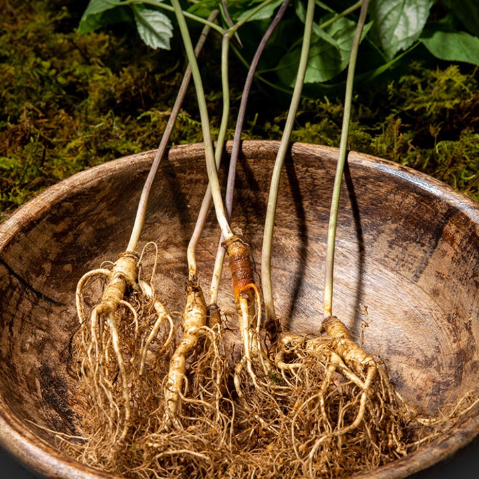 국내산 장뇌삼 산양삼 선물세트 9-10 년근 2뿌리 장내삼