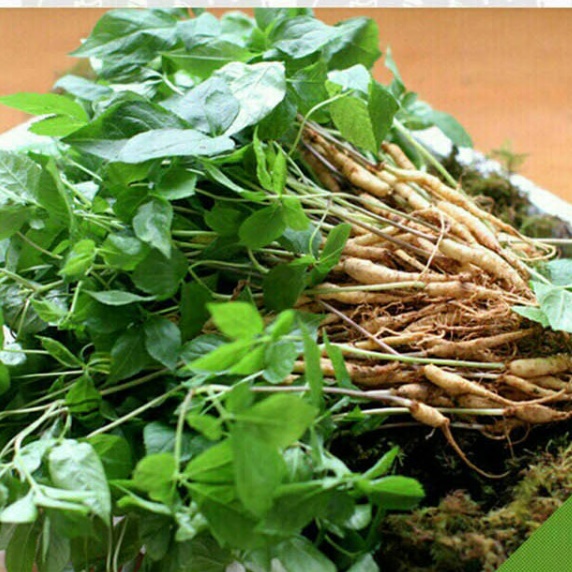 새싹삼 농장 새싹 산삼 묘삼 새싹쌈 100뿌리