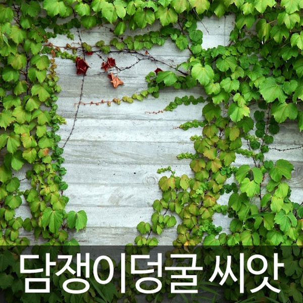 담쟁이 씨앗 담쟁이 덩굴 종자 담쟁이씨 넝쿨 100알 : 가람원