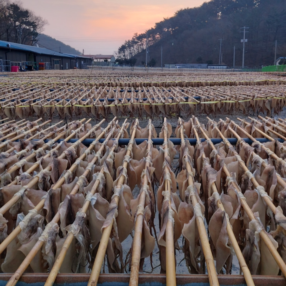 오징어엄마 반건조오징어 마른 피데기 반건오징어 중 10미 파품 파지