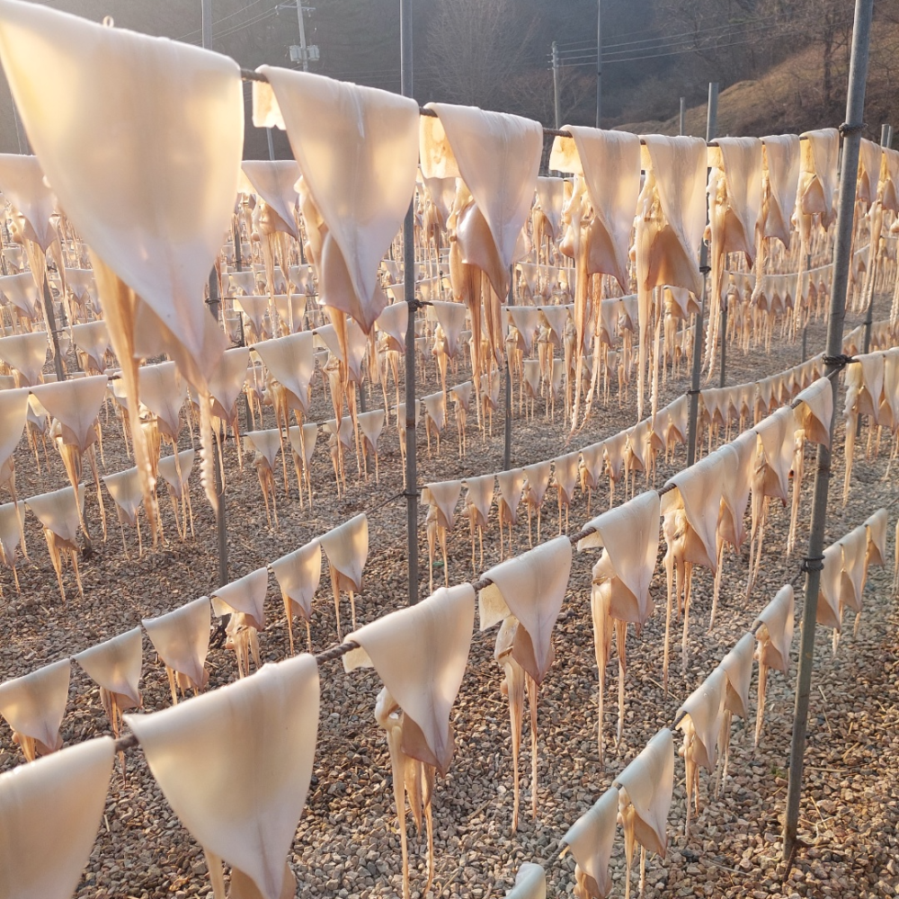 오징어엄마 반건조오징어 마른 피데기 반건오징어 중 10미 파품 파지