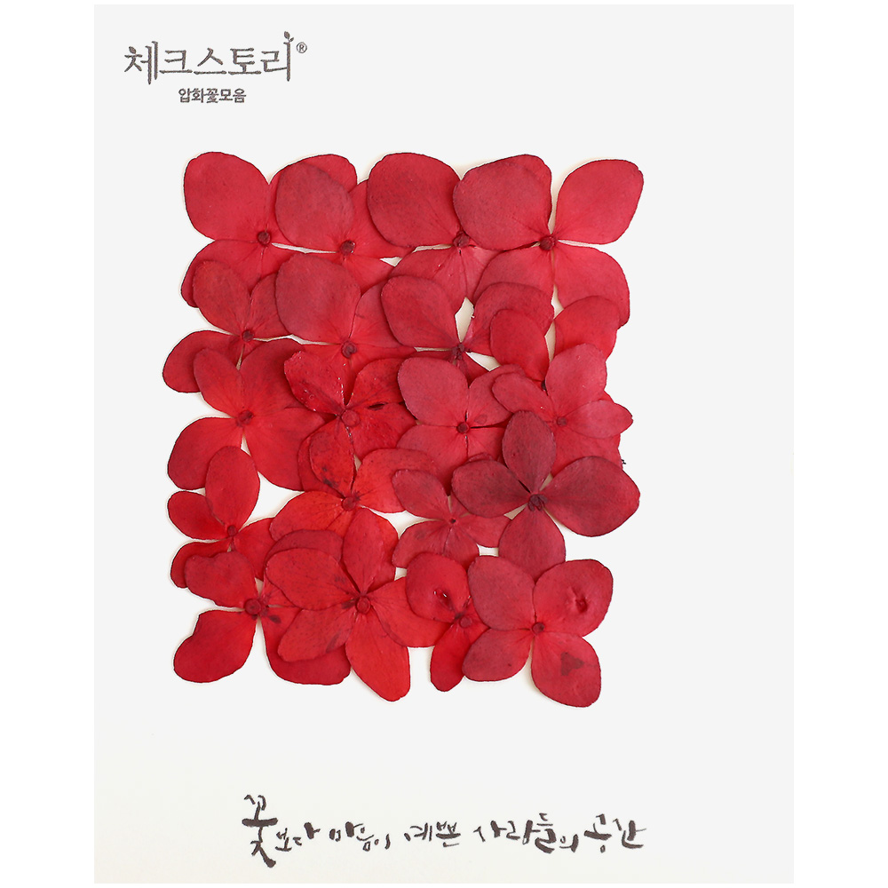 압화꽃송이 수국(염색) - 레드A 20송이 수국압화 빨간색 - 상품 이미지