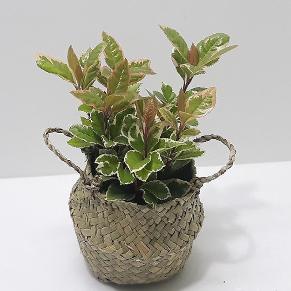 거실화초 무늬산호수 현관에두면 좋은식물 가정에서 키우기 쉬운실내공기정화식물 아파트 베란다