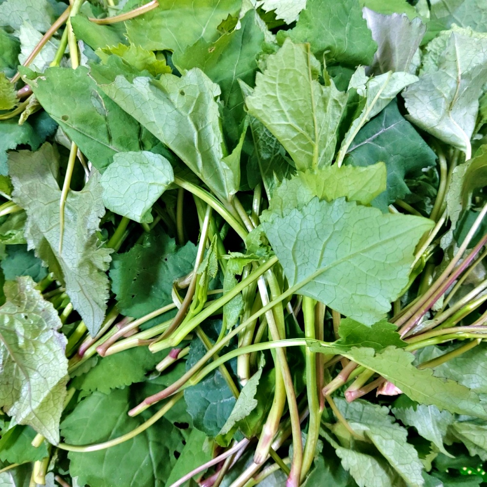 취나물 부지깽이 노지 생취나물 1kg - 상세 이미지 4