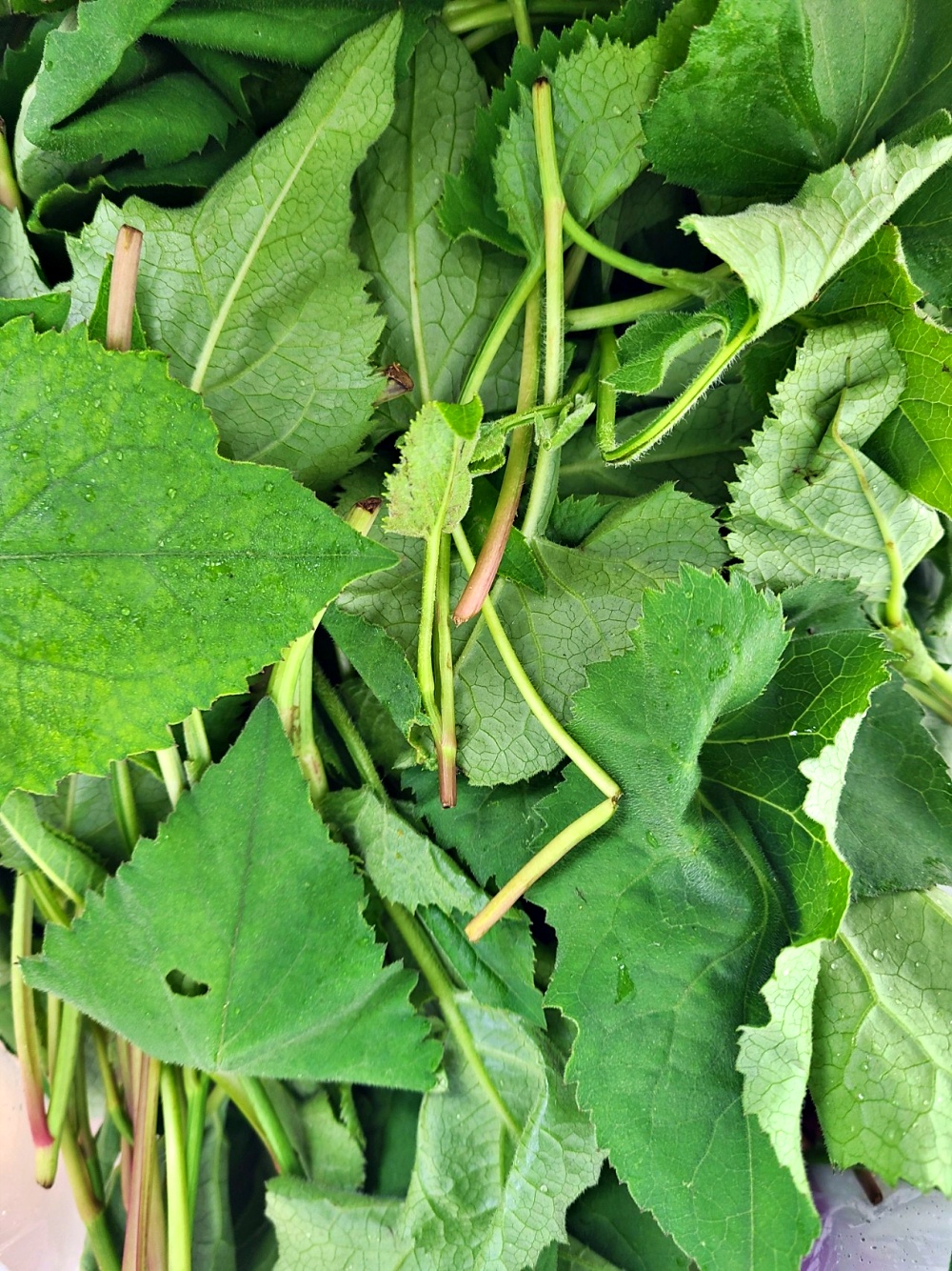 취나물 부지깽이 노지 생취나물 1kg - 상세 이미지 3