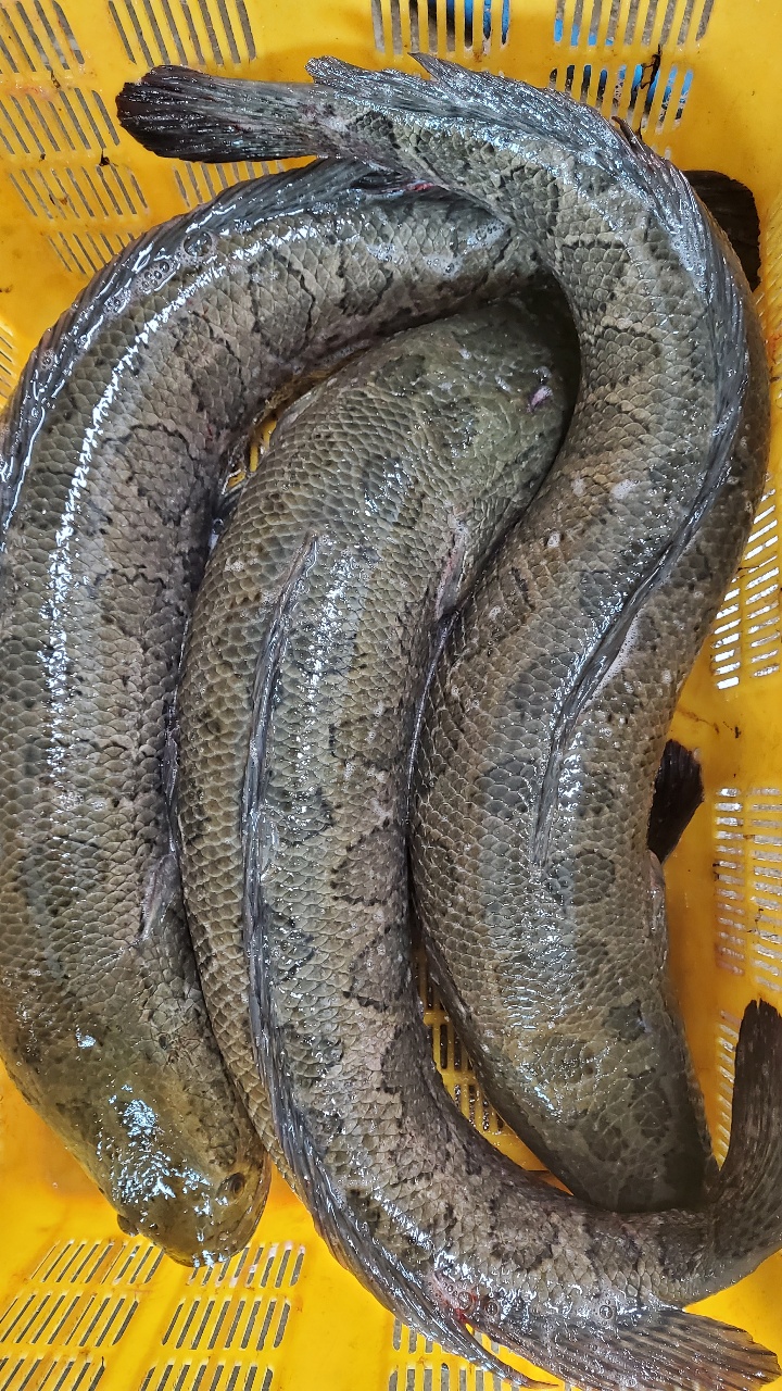 국내산 가물치 1kg 생물 활어 민물고기 보양식 - 상품 이미지