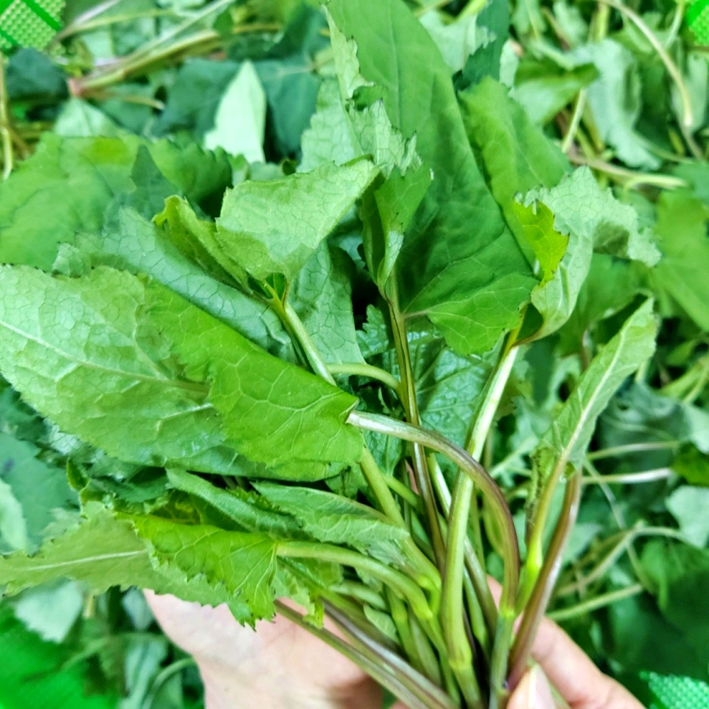 취나물 부지깽이 노지 생취나물 1kg - 상세 이미지 5