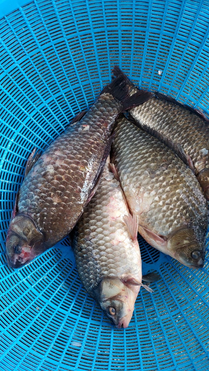 손질 붕어 4kg 2kg 1kg 참붕어 떡붕어 국내산 자연산 민물고기 - 상세 이미지 2