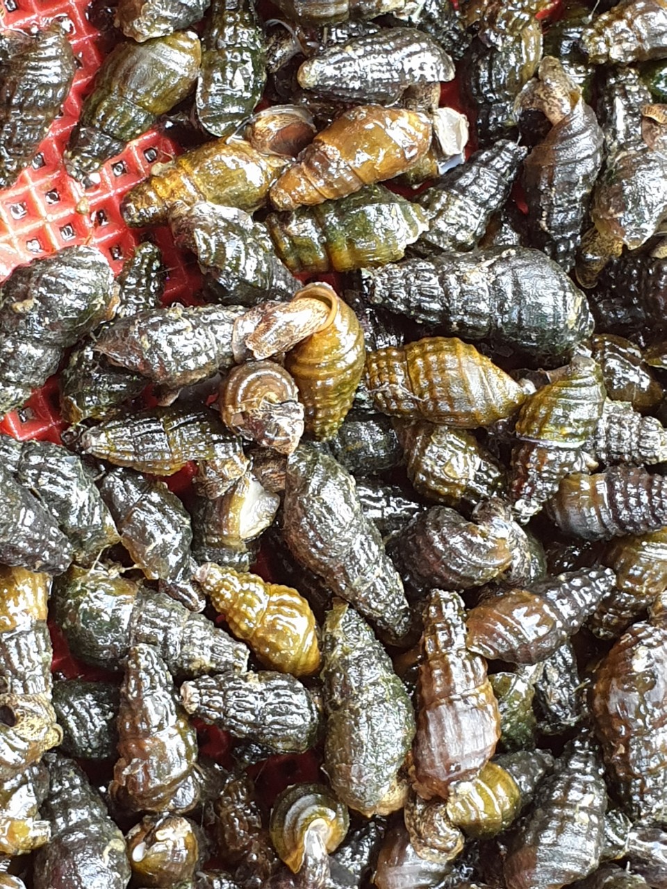 국내산깐다슬기 육수빼고 실중량 200g 한팩 - 상품 이미지