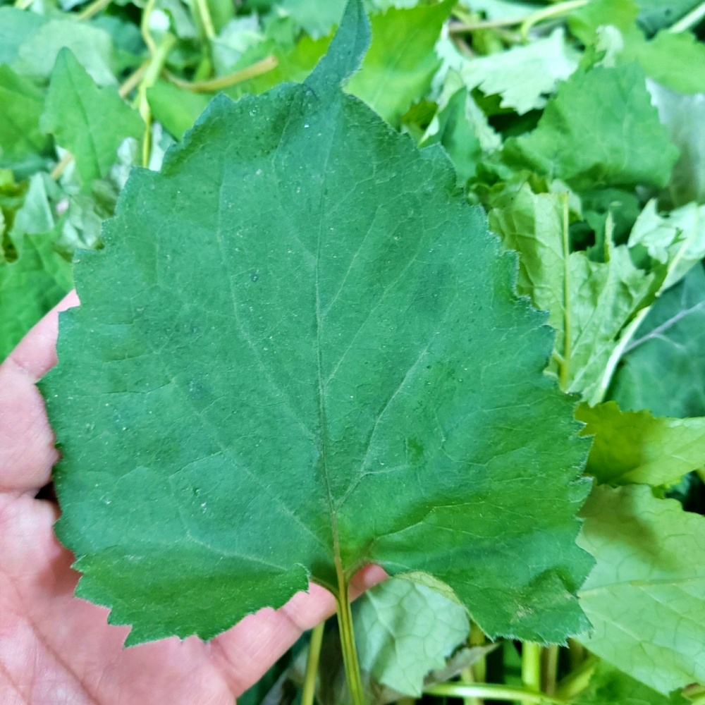 취나물 부지깽이 노지 생취나물 1kg - 상품 이미지