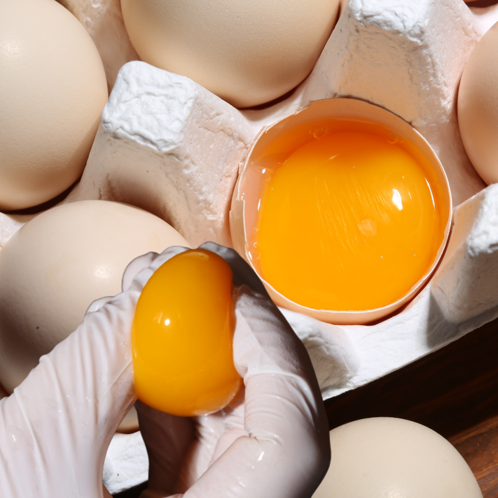 백봉오골계알 유정란 초란 동물복지계란 40구 20구