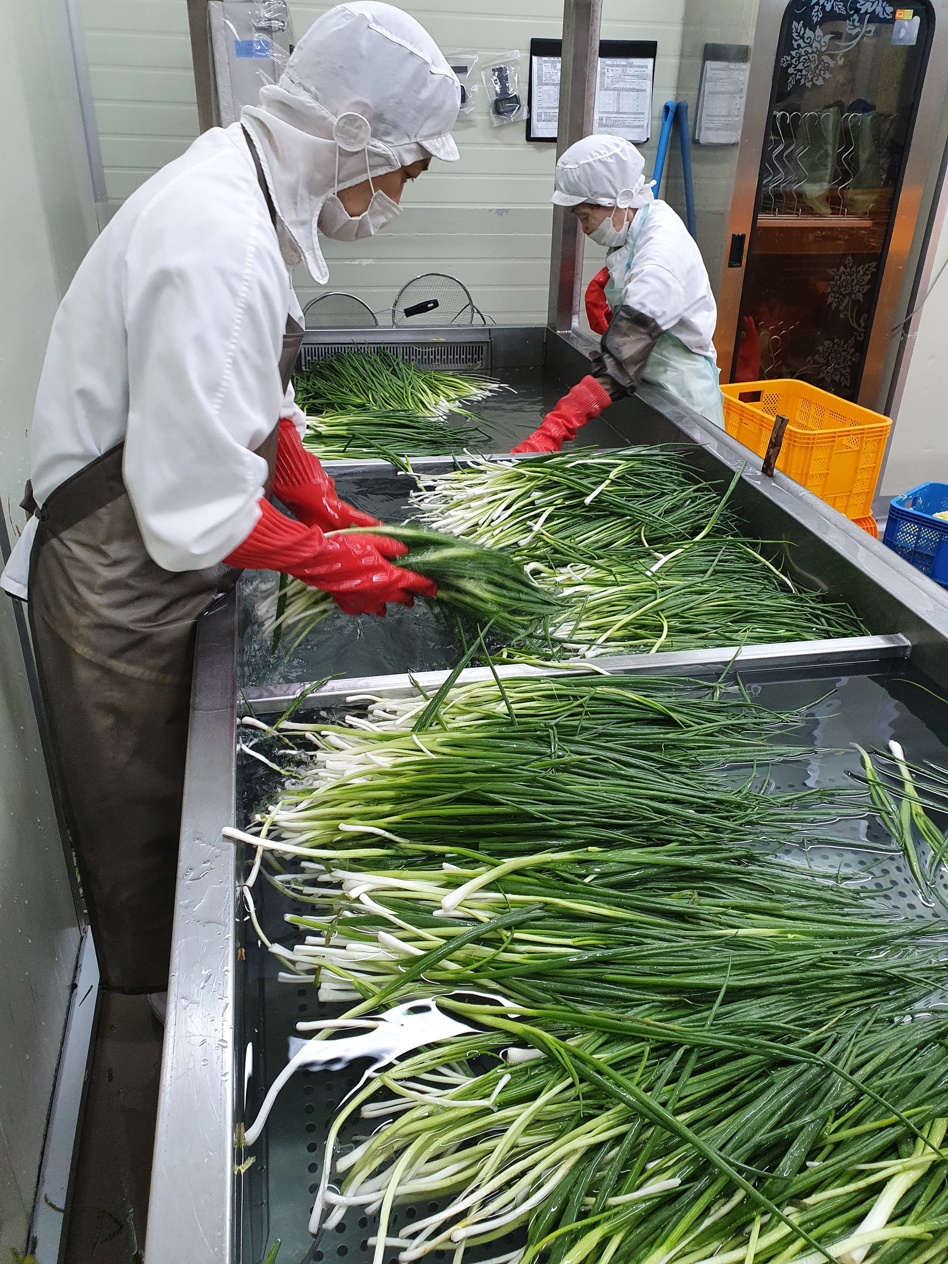 빛고을김치 파김치 1kg 당일생산 국산 전라도김치 별미 HACCP 깊고 진한 감칠맛 이어온 이미지 7