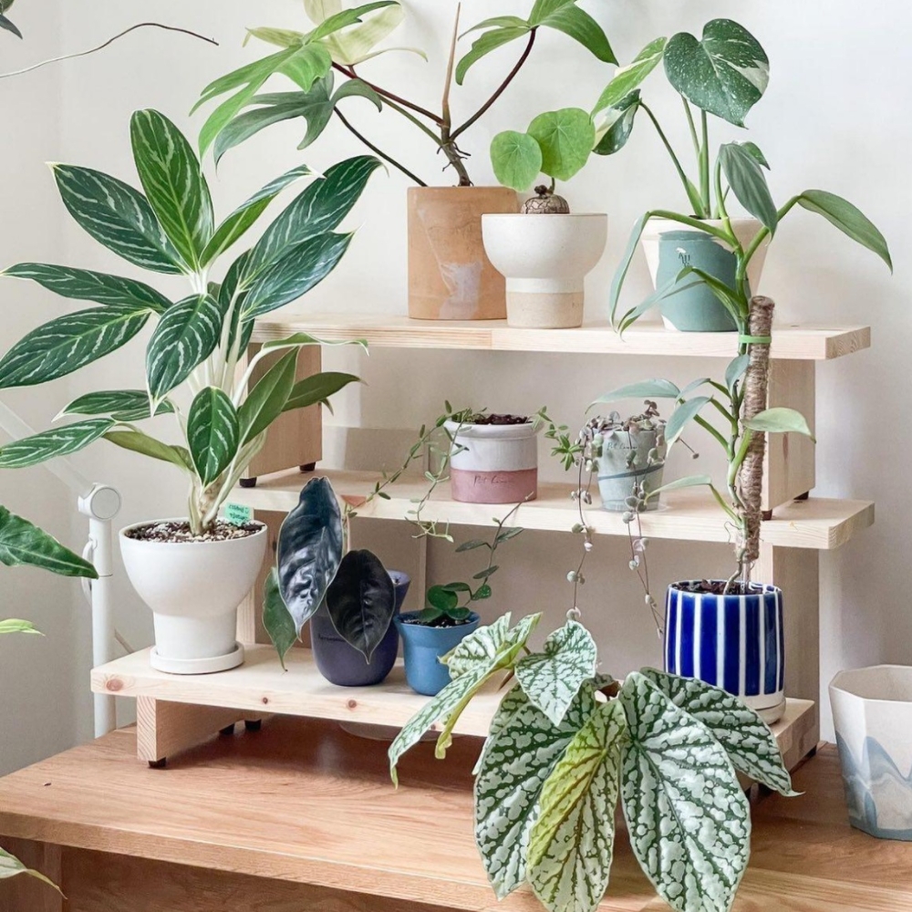뚱크 원목 화분선반 받침대 다육이 정리대 진열 반려식물 화분대 편백나무 소 사이즈