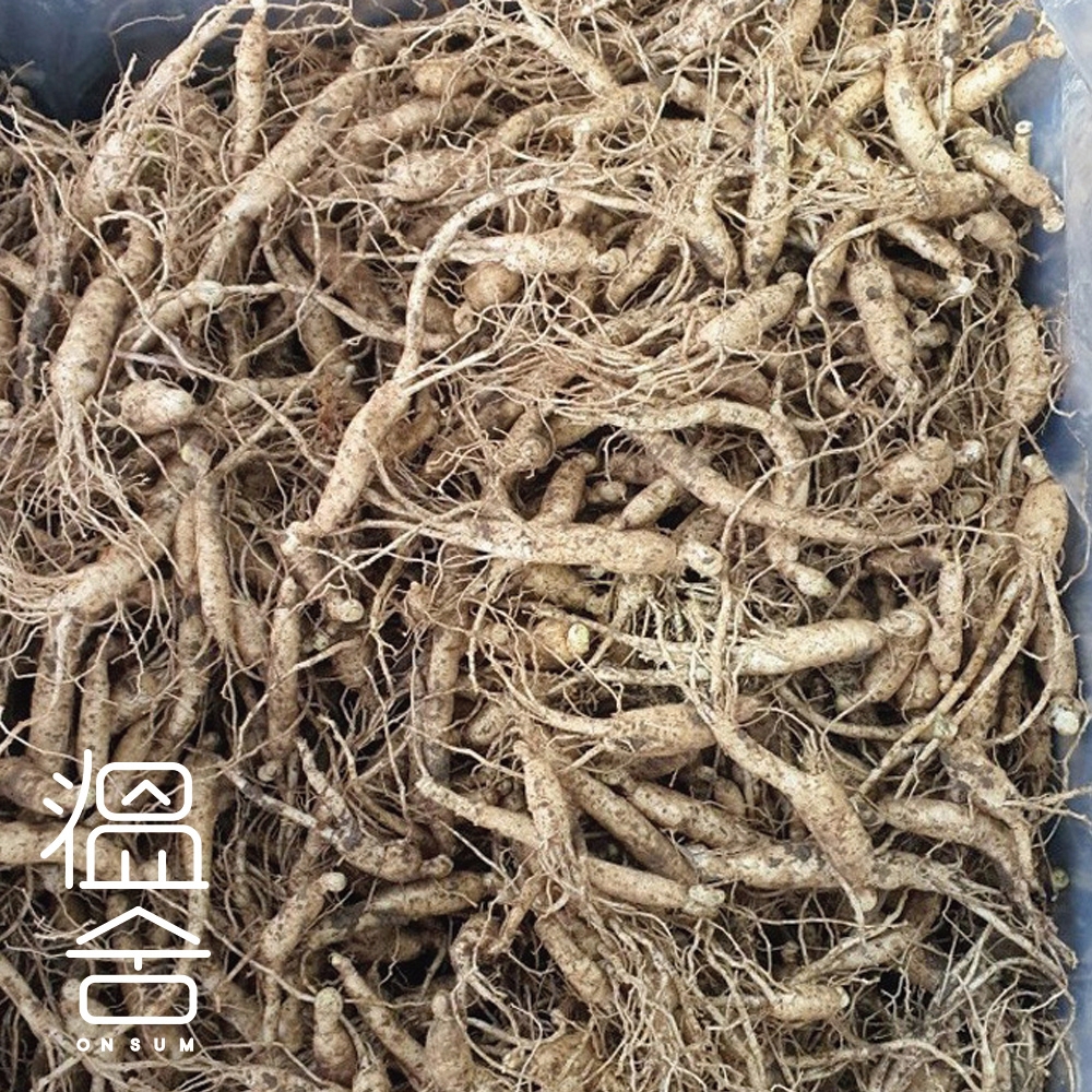 인삼 뿌리 3년근 모종 산양삼 장뇌삼 산양산삼 묘삼 한뿌리 개갑씨앗 - 상세 이미지 2
