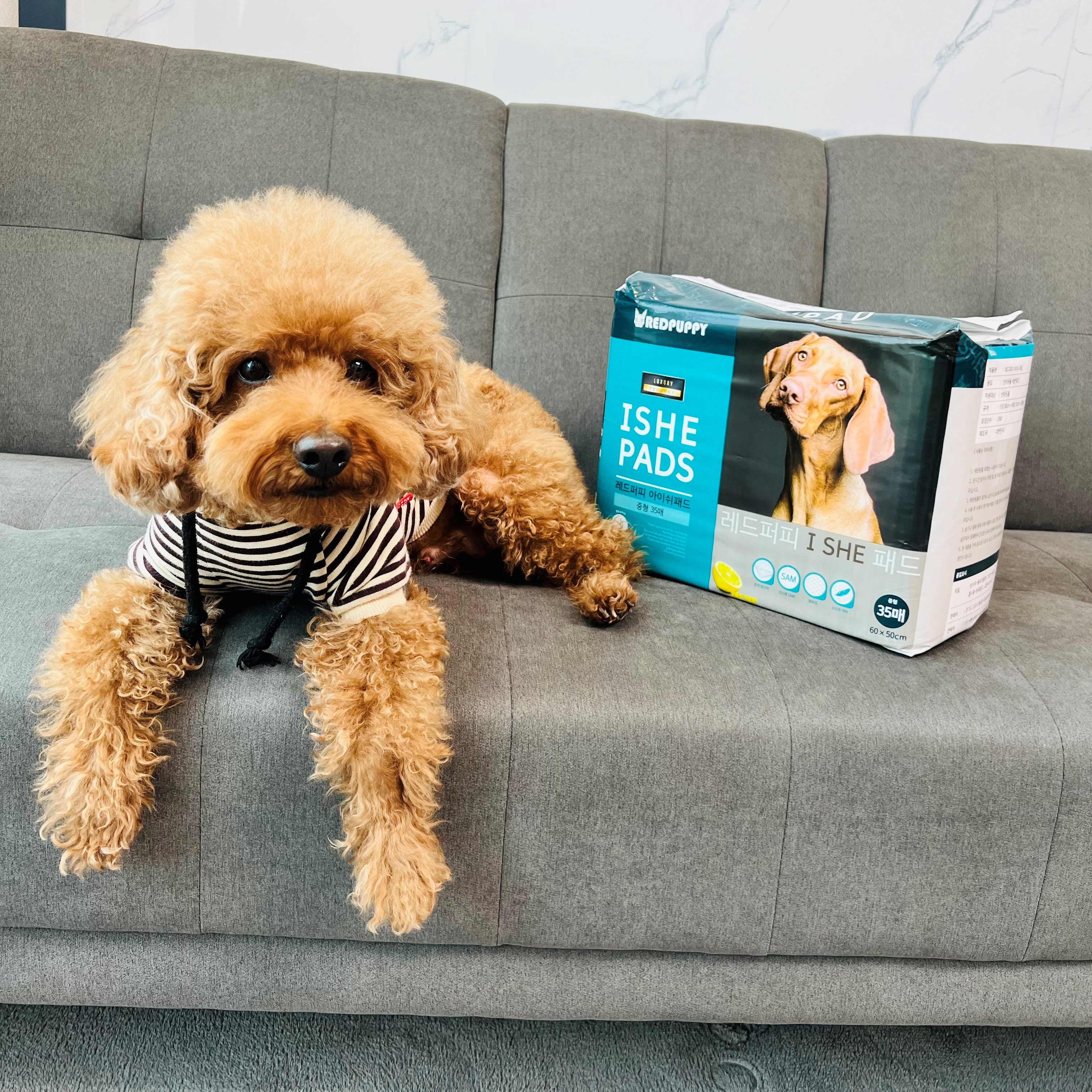 개과천선 강아지 애견 배변 패드 반려동물 중형 대형 200매 엠보싱