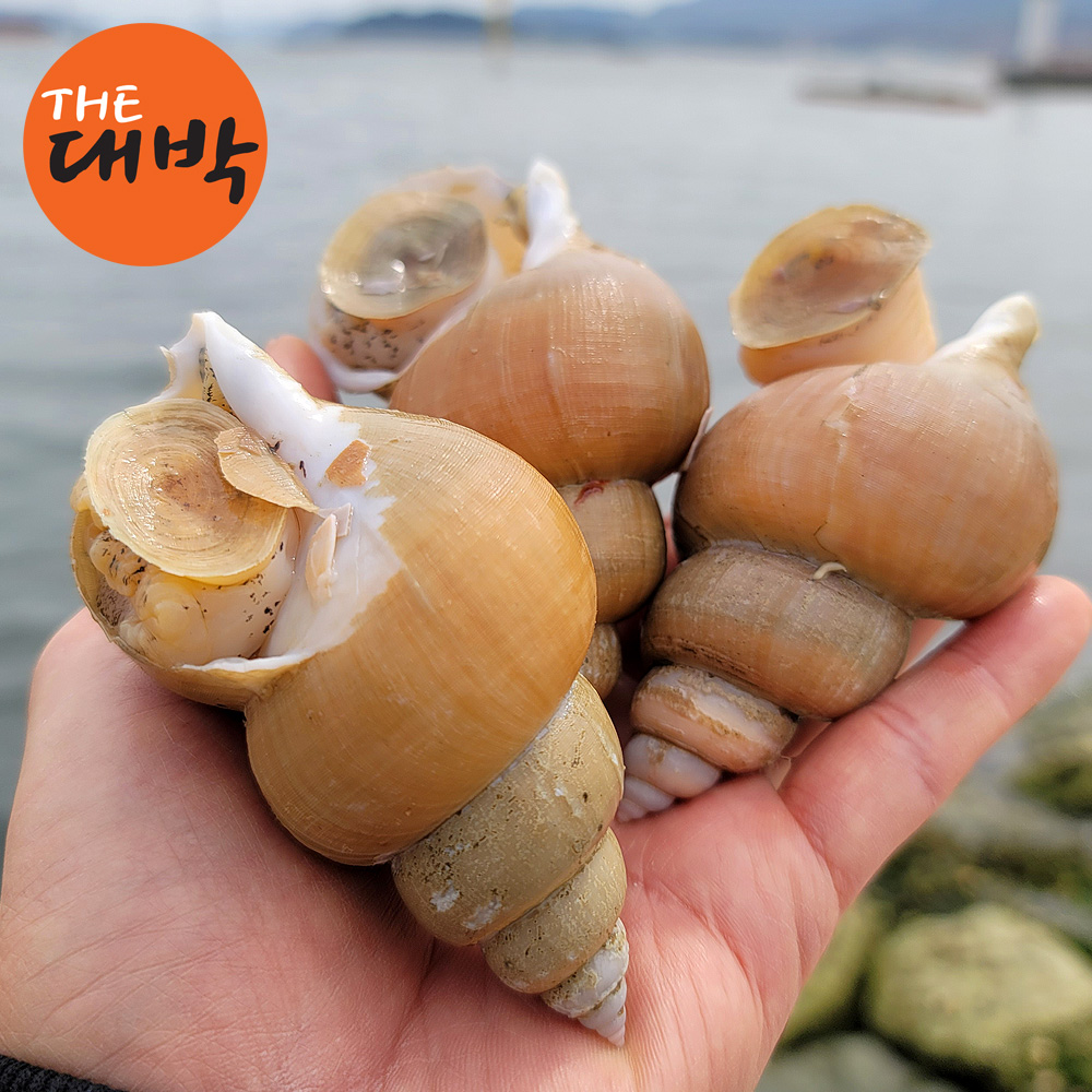 자연산 백고동 동해안 당일조업 백골뱅이 대나발소라