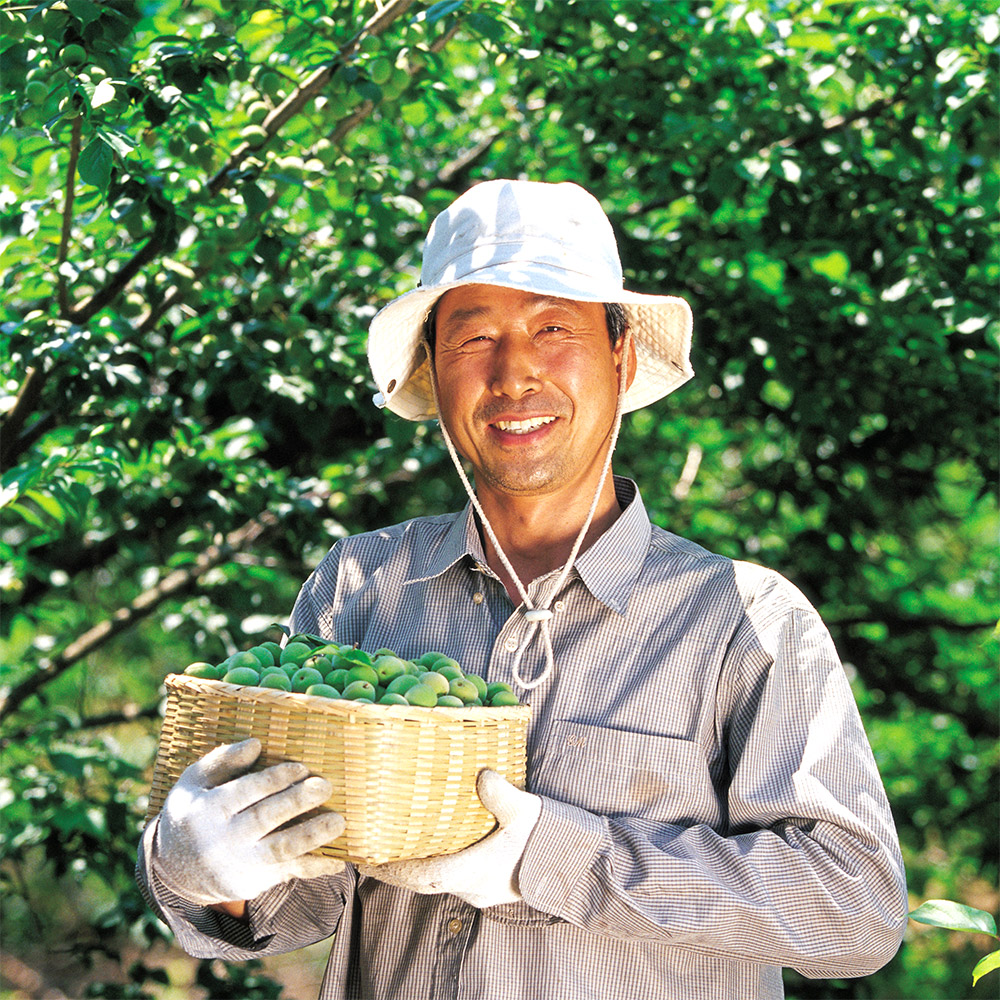 열정농부 매실, 깐매실 후기, 매실청 담그는법, 매실장아찌 레시피, 신선한 매실