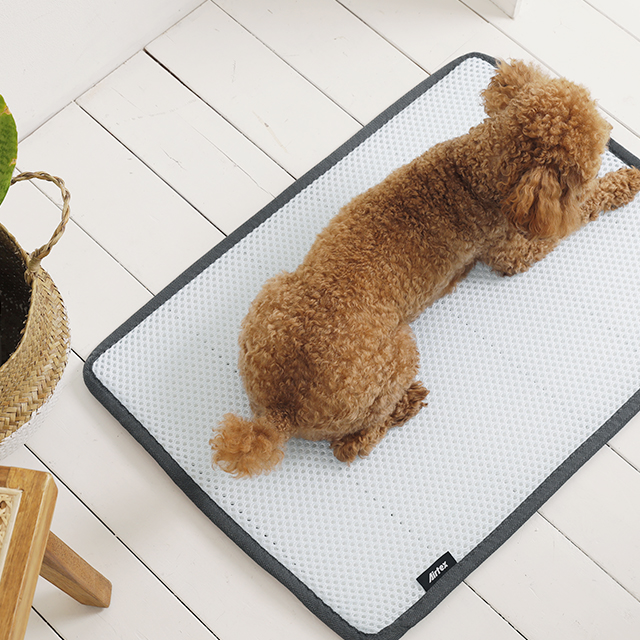 에어텍스 개시원 강아지 쿨방석 고양이 애견 여름 쿨 쿠션 SS 소형켄넬 겸용 - 메인 이미지