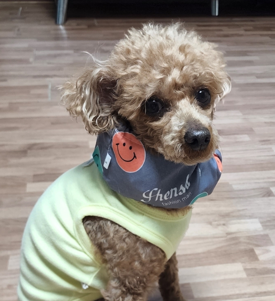 강아지 쿨 스카프 머플러 케이프 애견 여름 목도리 블루S 이미지 6