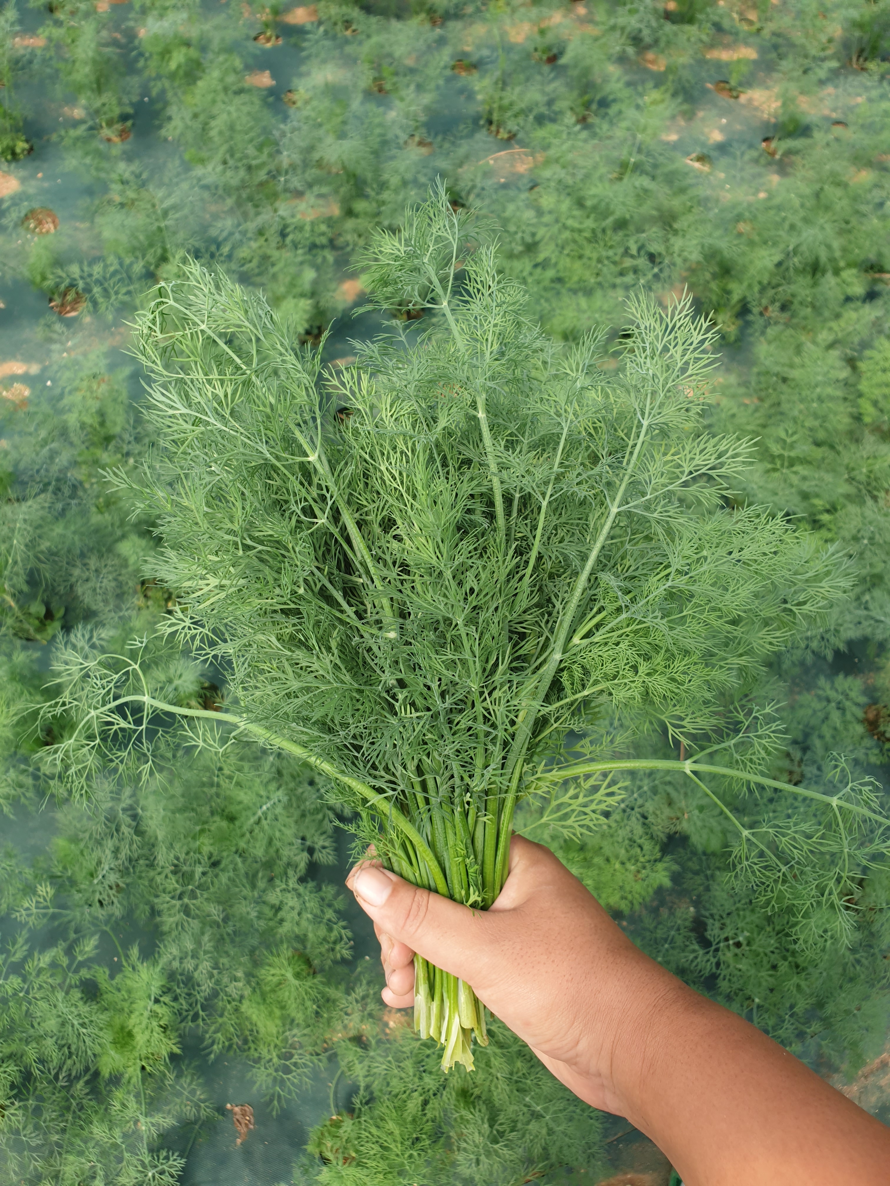 딜 허브 생잎 차지키소스 레몬딜버터 50g 100g 제품 이미지