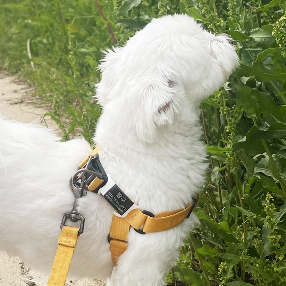 더오래 애견인식표 강아지 인식표 고양이 네임택 S/L 흰색끈+실버 이미지 4