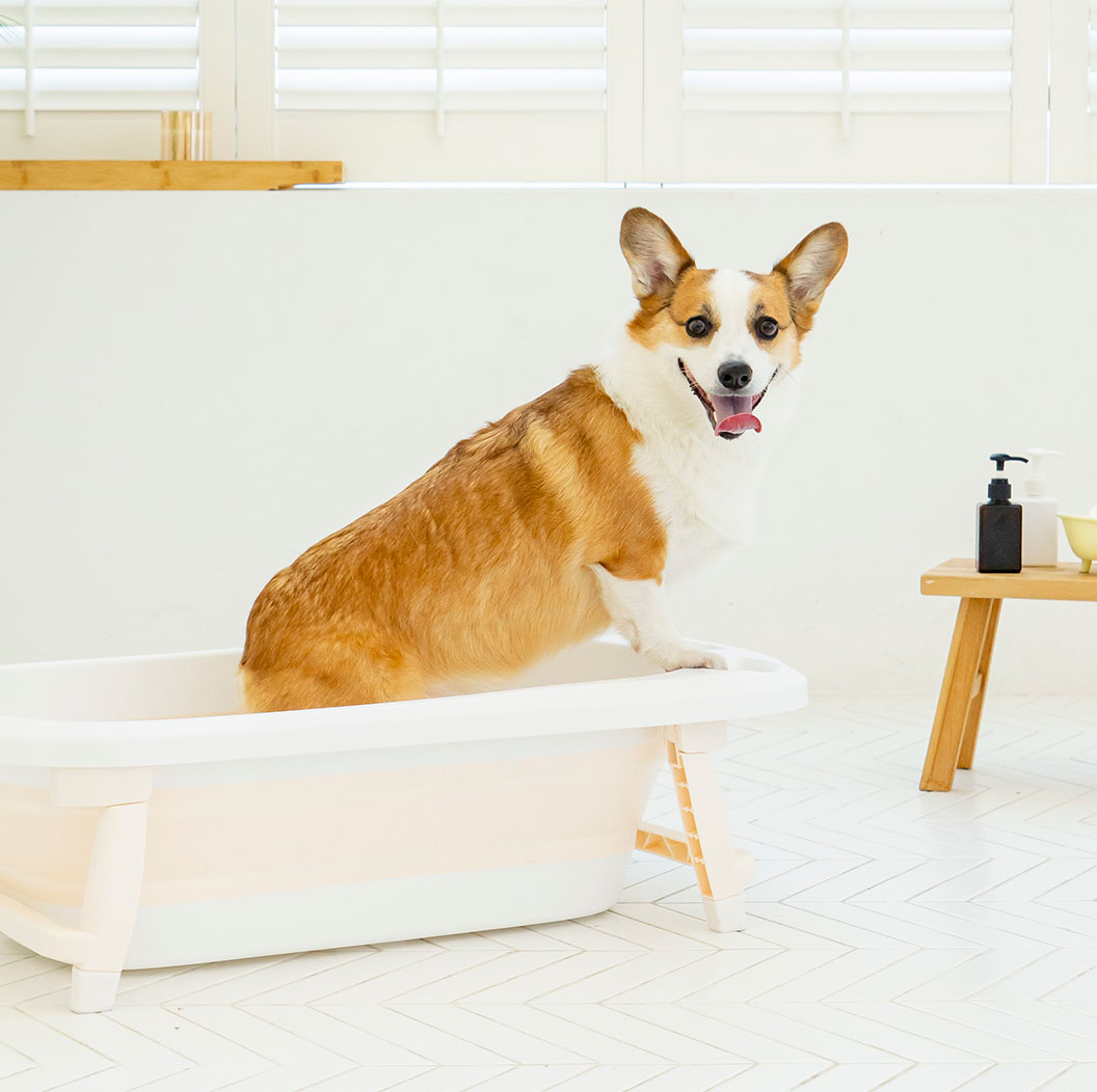 펫트리움 강아지 고양이 접이식 욕조 베이지 애견 목욕