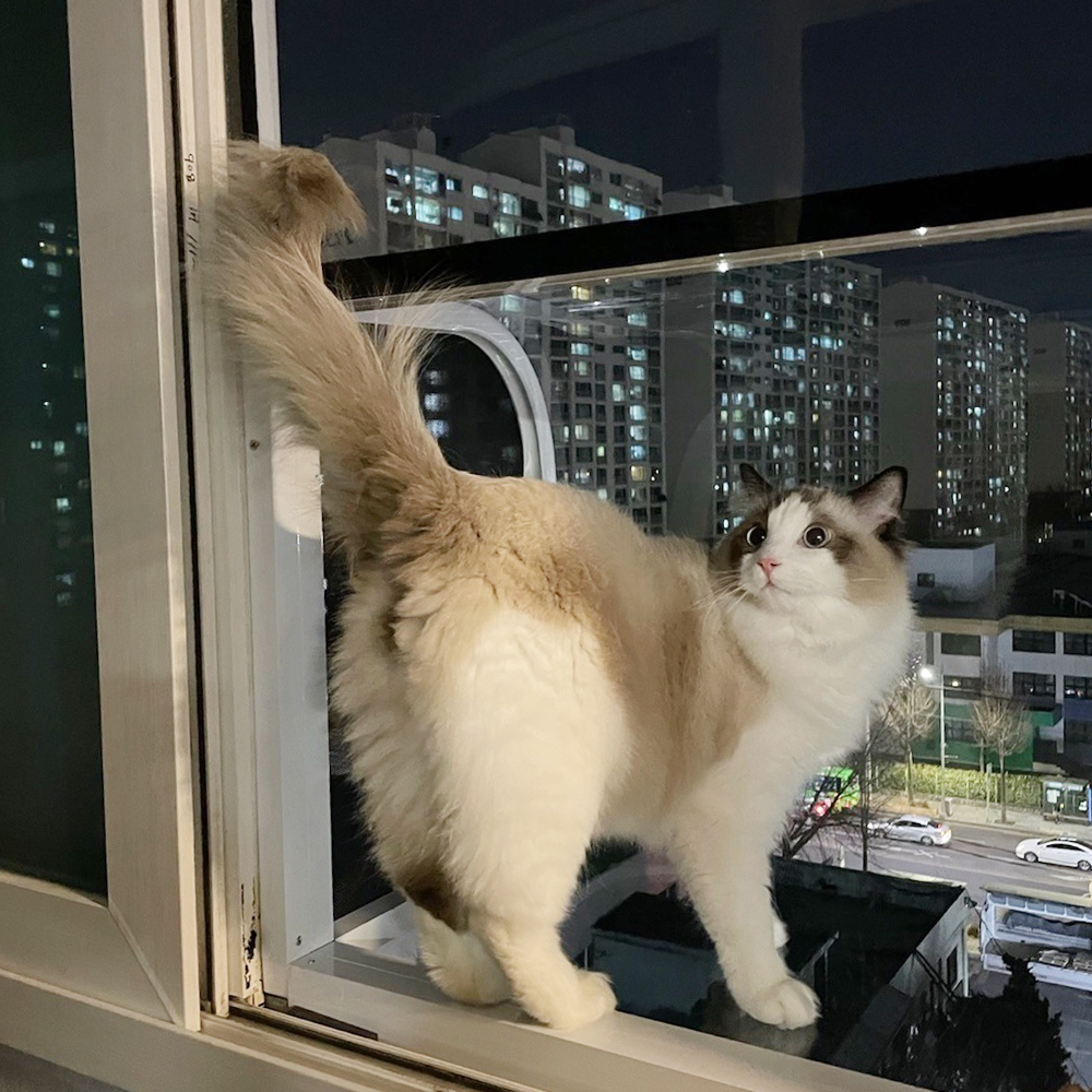 고양이 캣티오 설치 후기, ST시스템 캣티오, 고양이 창문 테라스, 고양이 행복, 냥집사 필수템