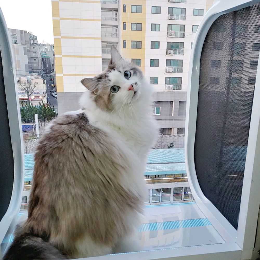 고양이 창문 테라스 캣티오 고양이캐노피 캣타워 가로 50cm 창문 선반 해먹 창틀