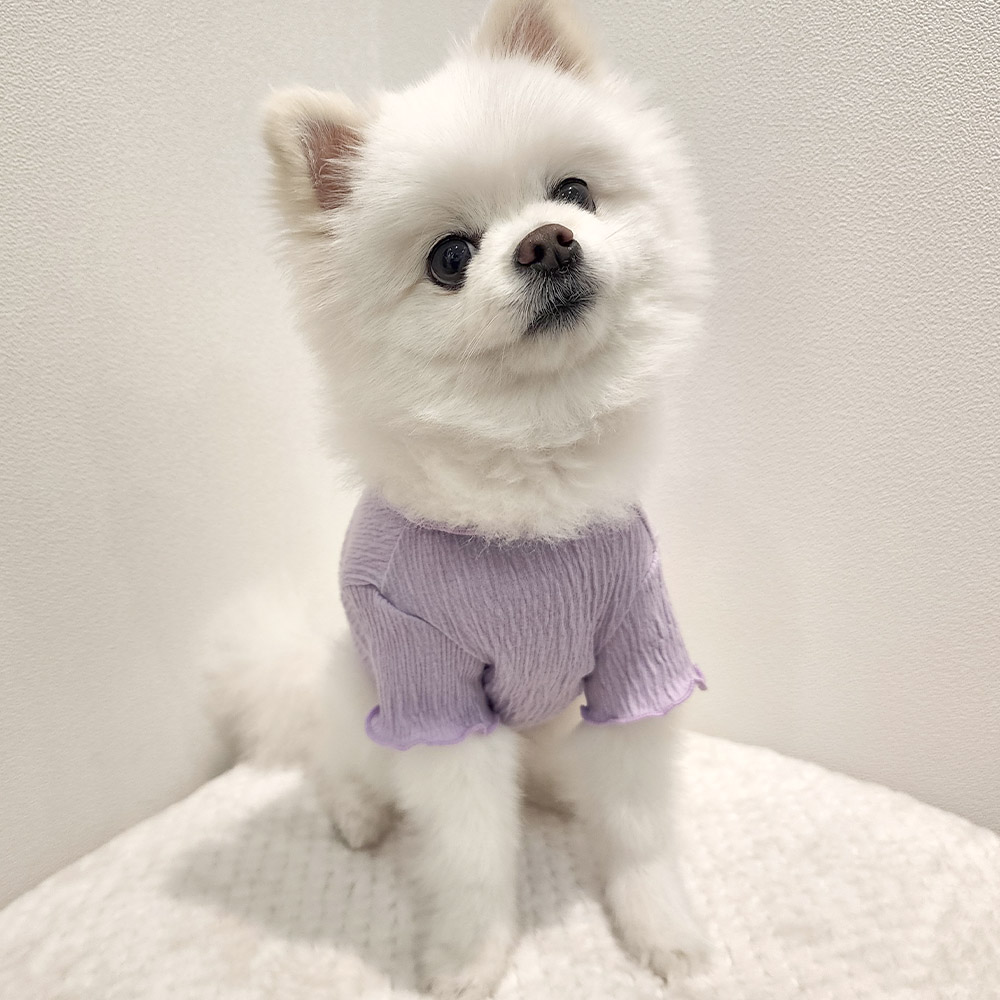 강아지옷 강아지 반려견 실내복 겨울옷 내복 티셔츠 젤라또 이미지 7