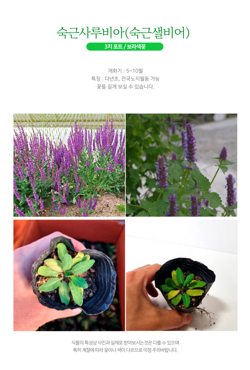 서경농원 숙근사루비아 오래피는 보라색꽃 들꽃 야생화 여름꽃 모종 3치 포트묘 20개 : 꽃 모종 - 엑스플랜트
