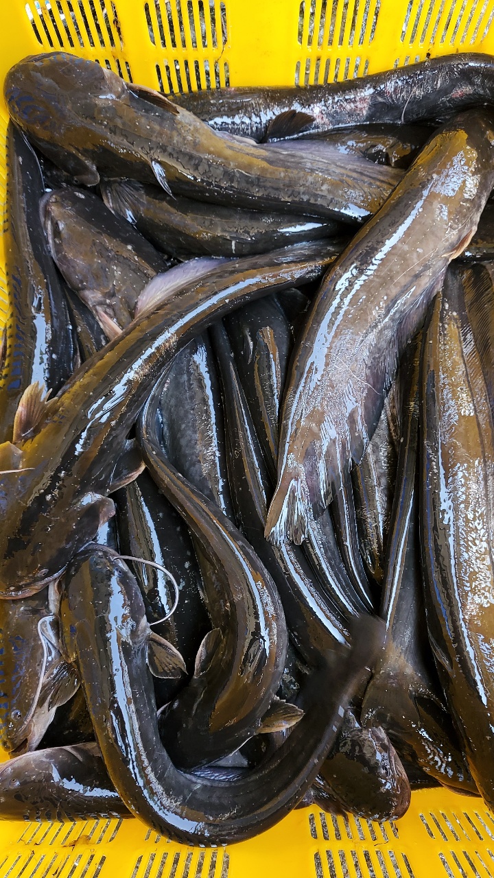 손질 메기 2kg 매운탕 국내산 민물 생선 수산물 - 상품 이미지