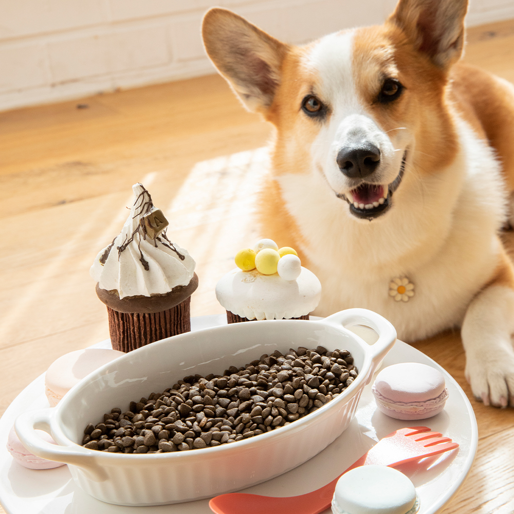 웰썸 그레인프리 강아지 인섹트 관절 곤충사료 관절건강, 3.6kg, 2개