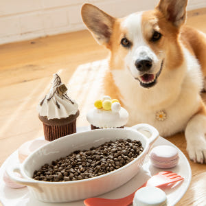 웰썸 그레인프리 강아지 인섹트 관절 곤충사료 관절건강, 3.6kg, 2개 솔직 후기 | 실제 사용자 리뷰 총정리 - 상품 이미지 3