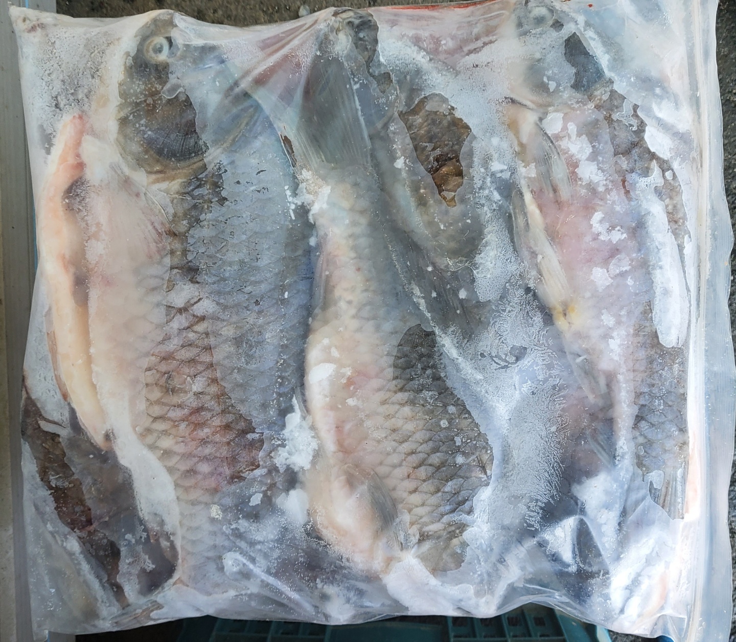 손질 붕어 4kg 2kg 1kg 참붕어 떡붕어 국내산 자연산 민물고기 - 상세 이미지 3
