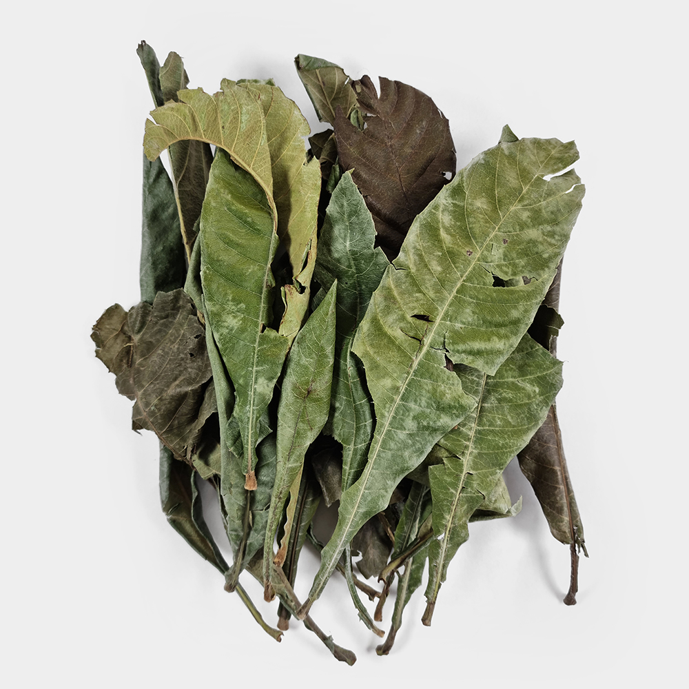 국내산 비파잎 비파나무잎 250g - 상세 이미지 3