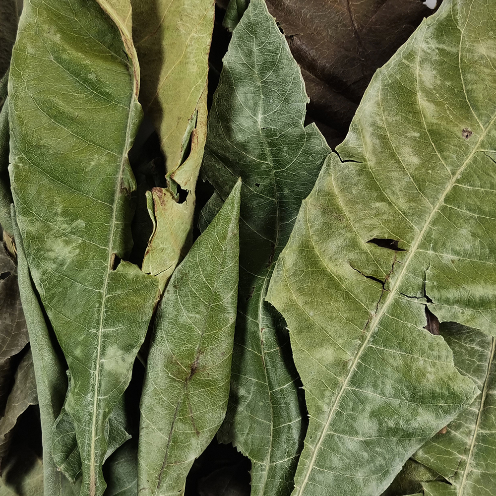 국내산 비파잎 비파나무잎 250g - 상세 이미지 4