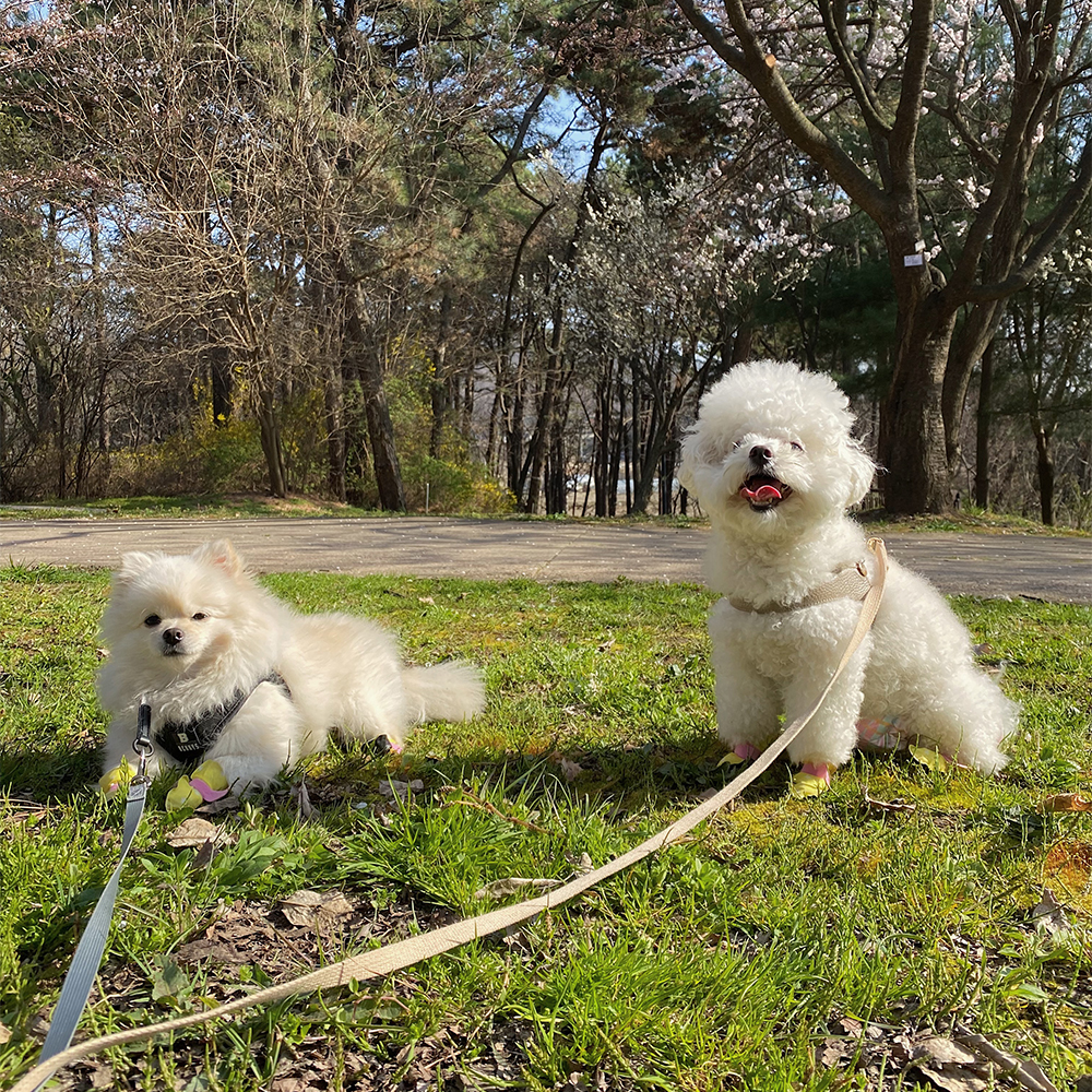 신나라슈즈 강아지 애견 반려견 산책 신발 일회용 미끄럼방지 방수 소형 중형 20매 80매