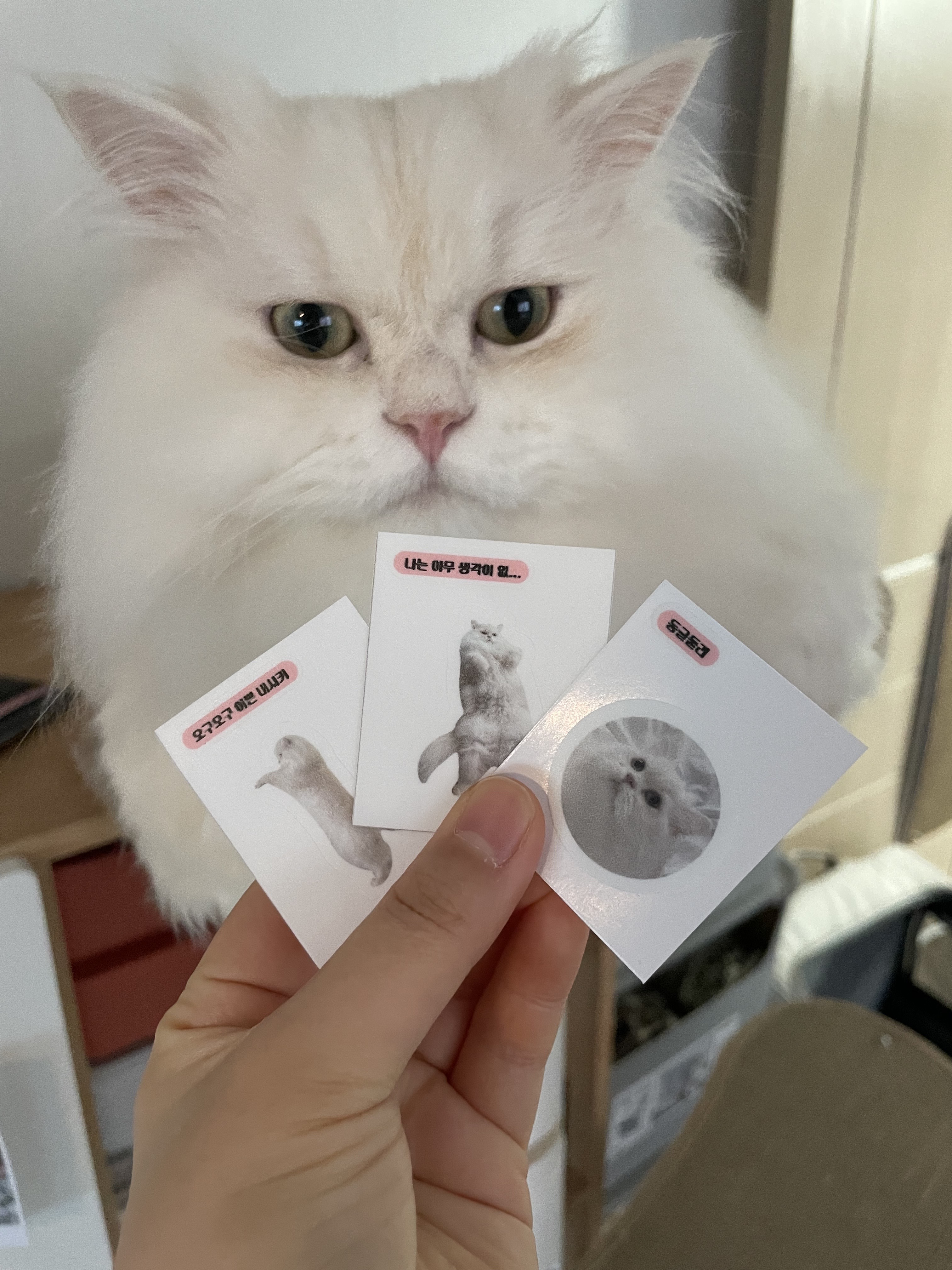 띠부띠부씰 주문제작 스티커 굿즈 다꾸 연예인 강아지 고양이 캐릭터 테두리 투명 10장세트 이미지 2