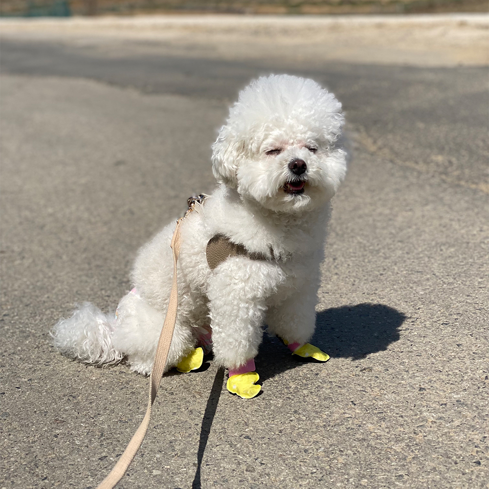 신나라슈즈 강아지 애견 반려견 산책 신발 일회용 미끄럼방지 방수 소형 중형 20매 80매