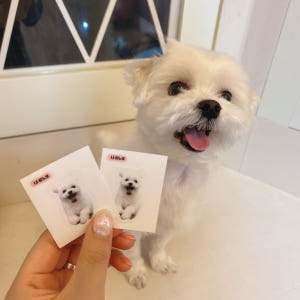 띠부띠부씰 주문제작 스티커 굿즈 다꾸 연예인 강아지 고양이 캐릭터 테두리... 실사용 후기 | 효과 있을까? - 상품 이미지 3