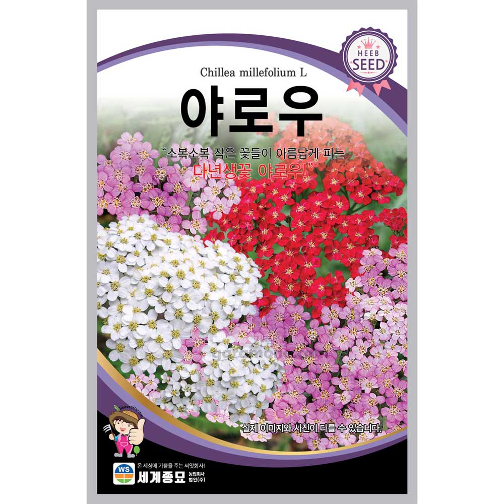 야로우 씨앗 야로우씨앗 꽃씨 종자 야생화 200알 : 가람원