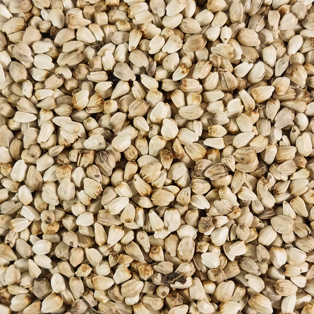 중국산 홍화씨 홍아씨 500g - 상세 이미지 4