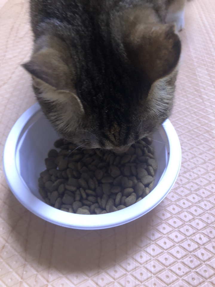 모찌네 사조 대용량 전연령 고양이 사료 올라이프, 15kg, 1개 이미지 3