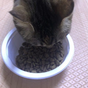 모찌네 사조 대용량 전연령 고양이 사료 올라이프, 15kg, 1개 솔직 후기 | 실제 사용자 리뷰 총정리 - 상품 이미지 3