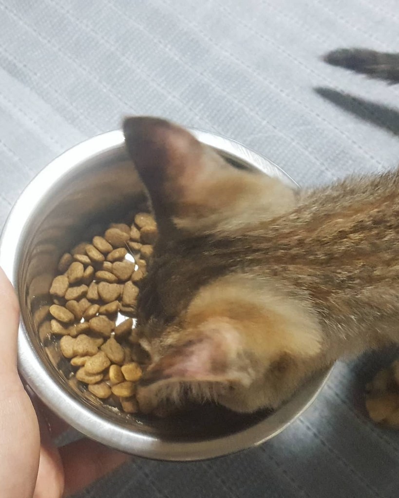 모찌네 사조 대용량 전연령 고양이 사료 올라이프, 15kg, 1개 이미지 4