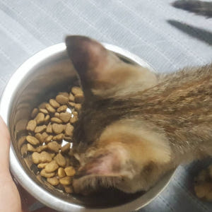 모찌네 사조 대용량 전연령 고양이 사료 올라이프, 15kg, 1개 솔직 후기 | 실제 사용자 리뷰 총정리 - 상품 이미지 4