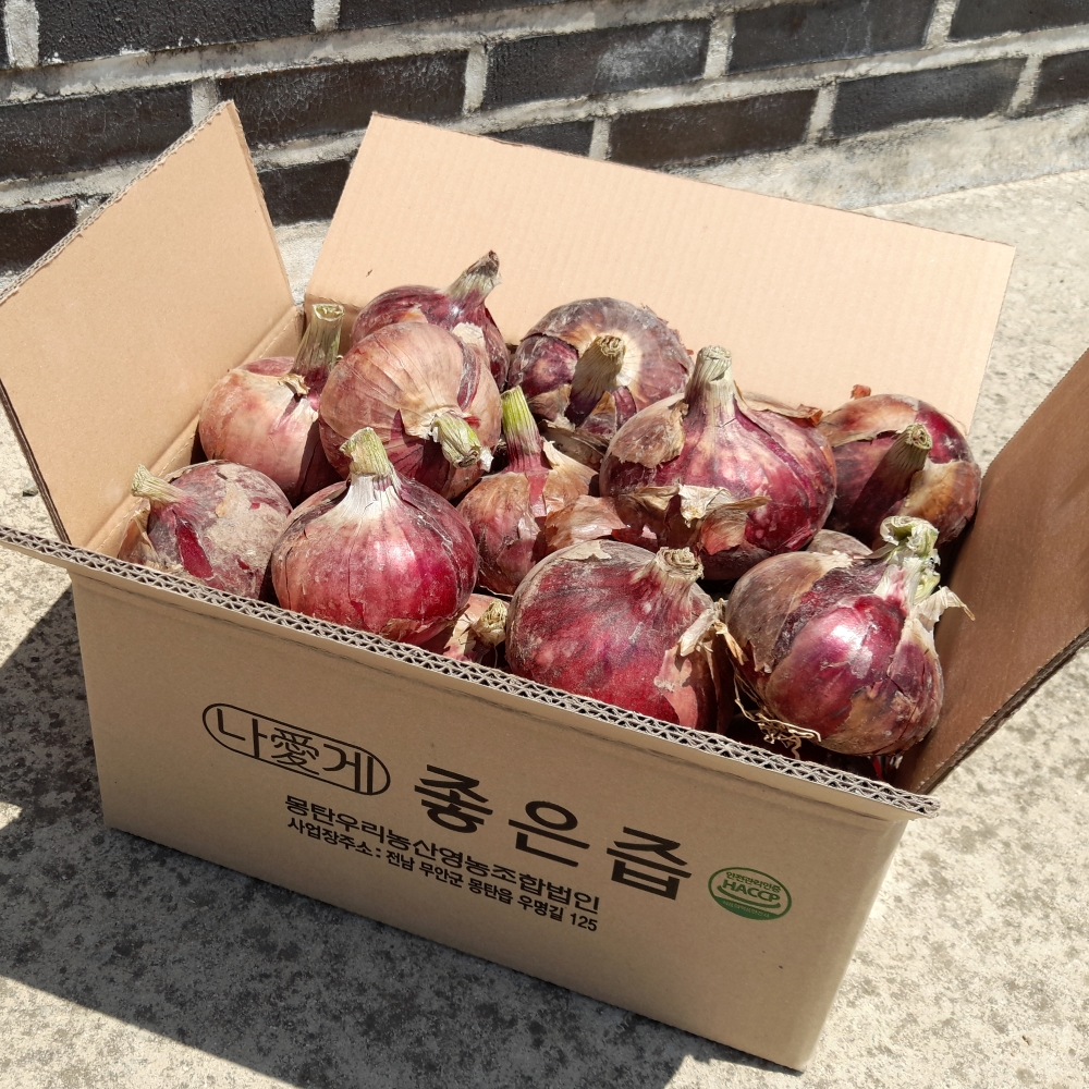 26년 햇 무안 자색양파 중대 3, 5kg 적색 빨간양파 - 상세 이미지 5