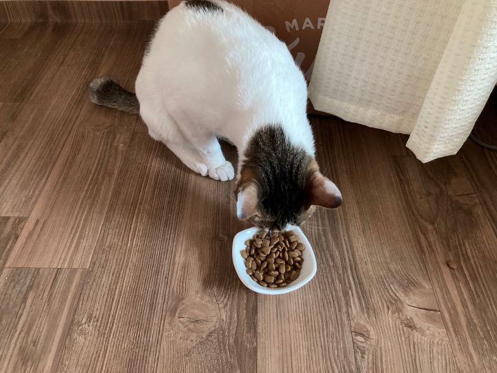 모찌네 사조 대용량 전연령 고양이 사료 올라이프, 15kg, 1개 이미지 2