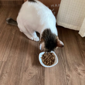 모찌네 사조 대용량 전연령 고양이 사료 올라이프, 15kg, 1개 솔직 후기 | 실제 사용자 리뷰 총정리 - 상품 이미지 2